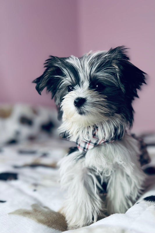 The Origin and Ancestry of the Morkie: A Delightful Designer Dog