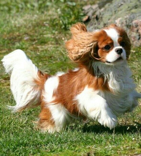 The Origin and Ancestry of Cavalier King Charles Spaniels: A Royal Legacy