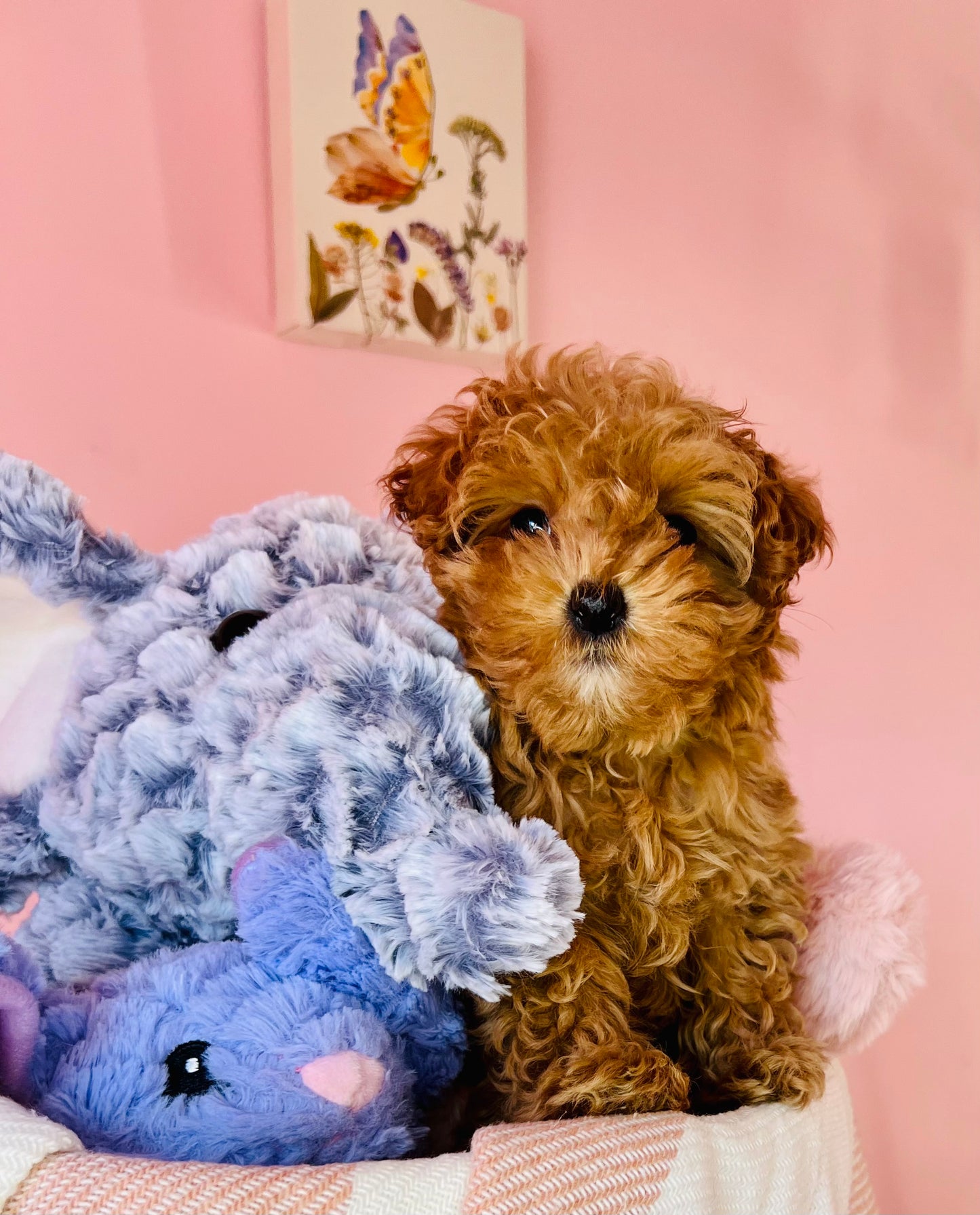 Yorkiepoo Blondie